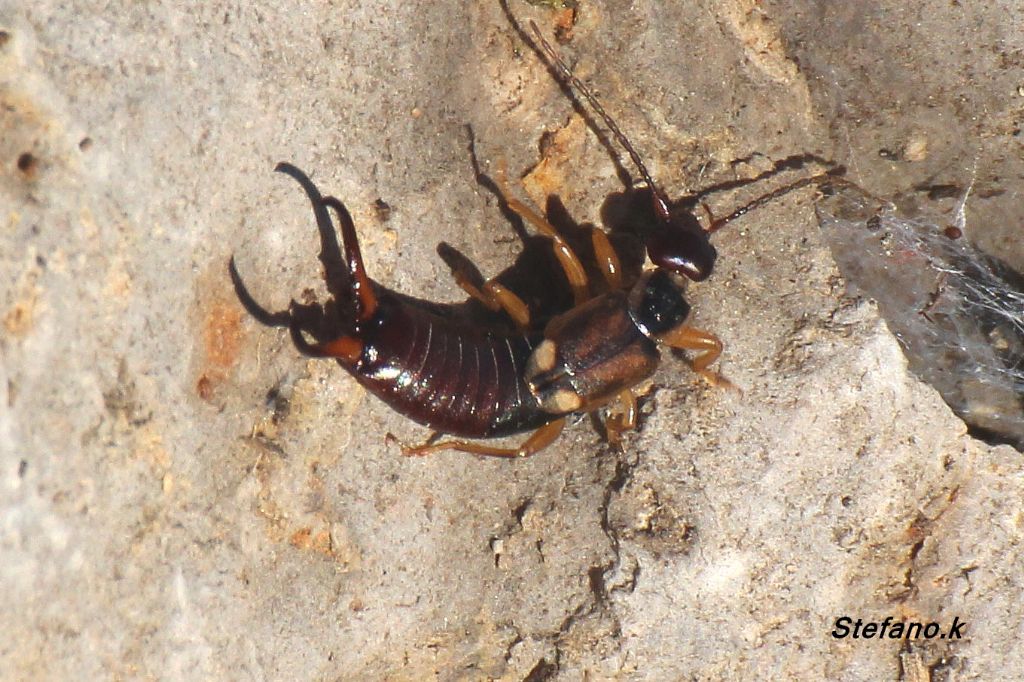 Maschio di Forficula sp.